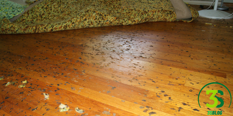 Hardwood Floors Under Carpet
