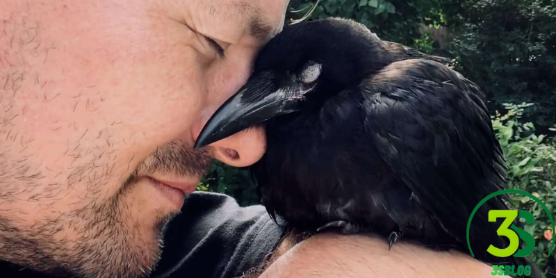How to Befriend Ravens: A Comprehensive Guide