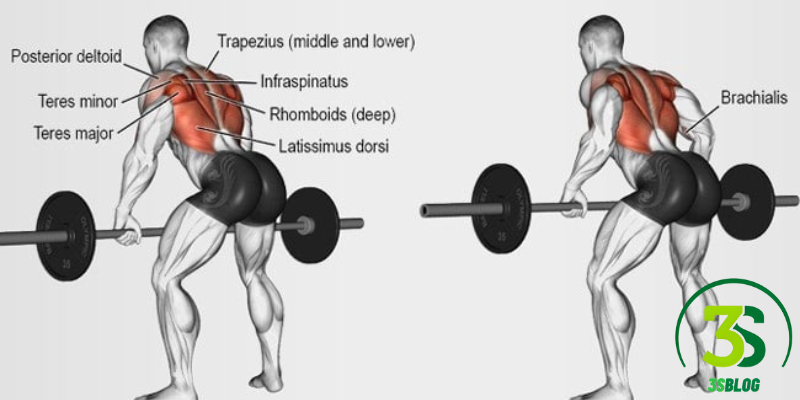 The Targeting All Muscle Groups