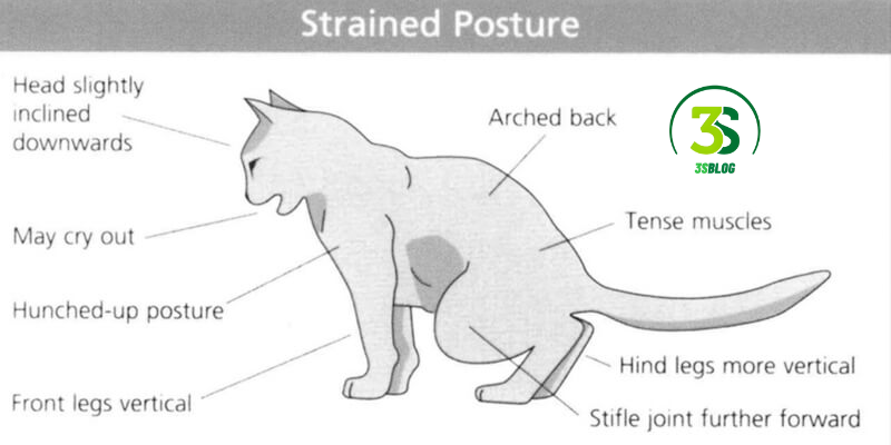 Cat Peeing Outside Of Box And How To Stop It