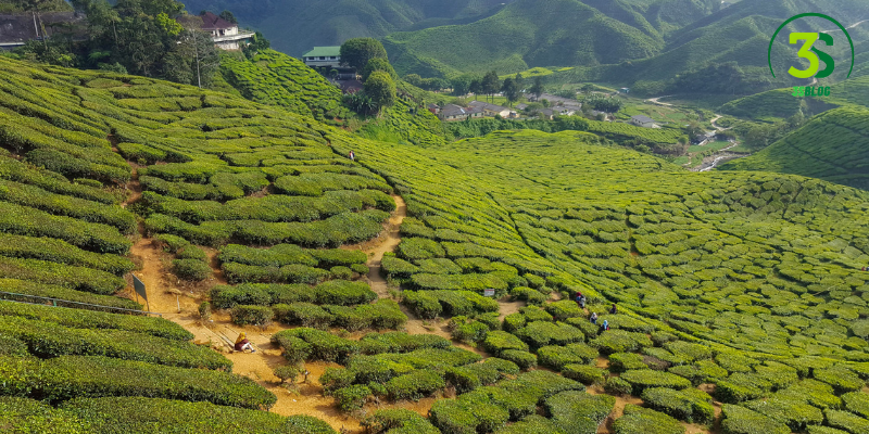 The Scenic Beauty of Tea Plantations in Cameron Highland