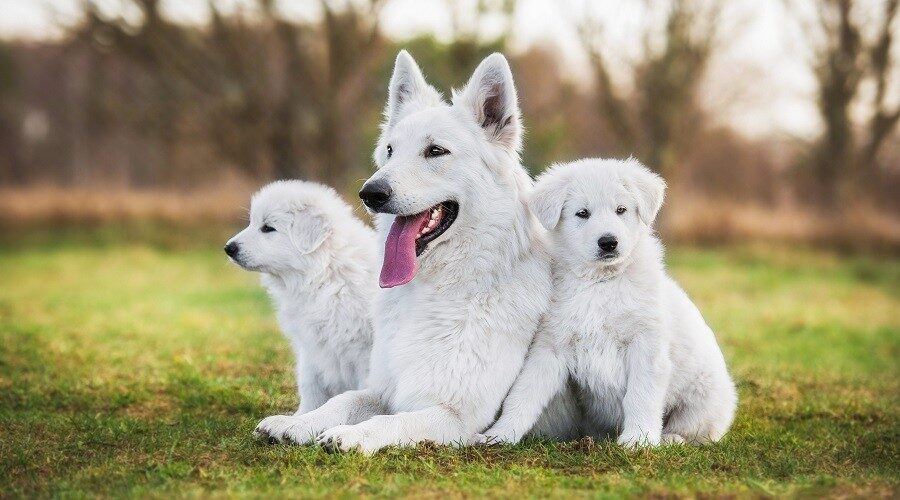 White Fur Dog